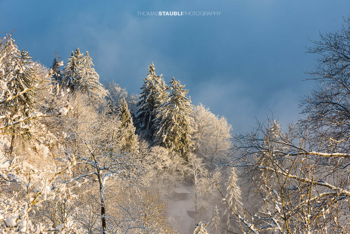 Winterimpressionen am Uetliberg