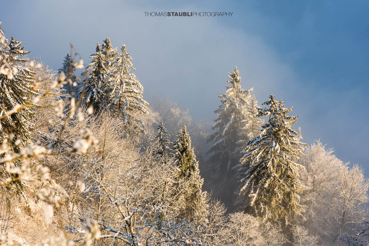 Winterimpressionen am Uetliberg