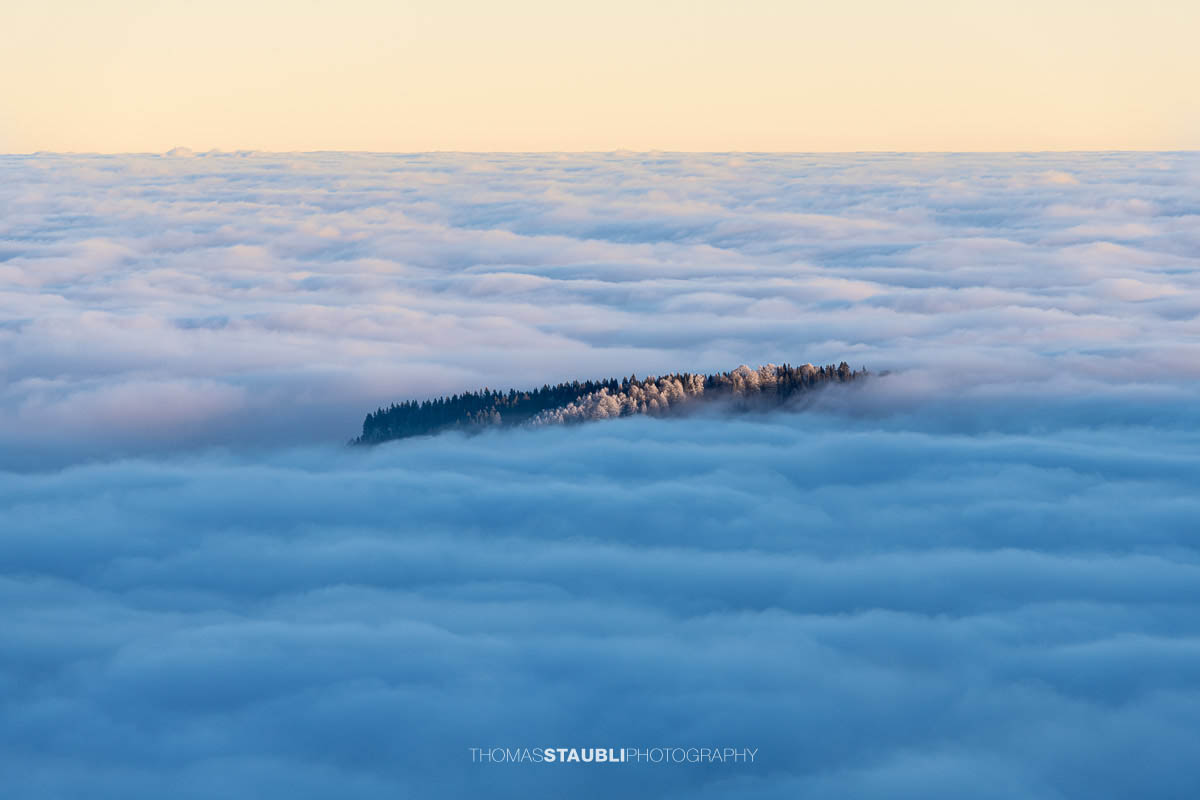 Wald knapp über dem Nebelmeer bei Sonnenaufgang