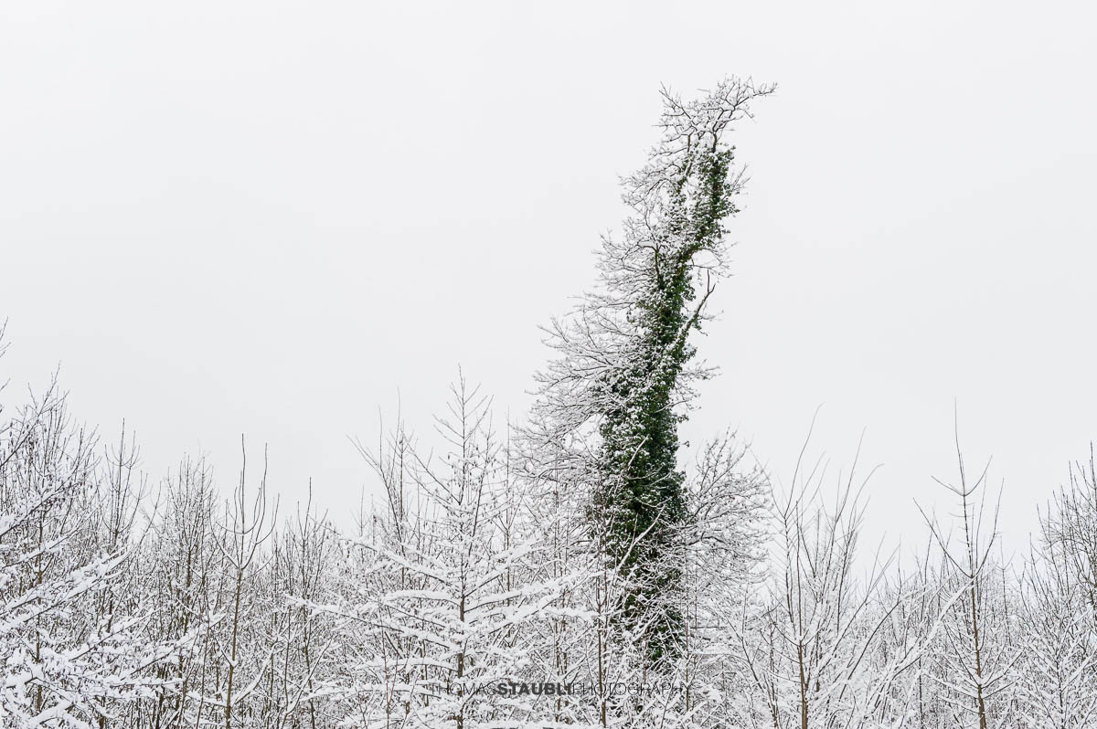 Verschneiter Winterwald mit grünen Efeuranken an Baumstämmen