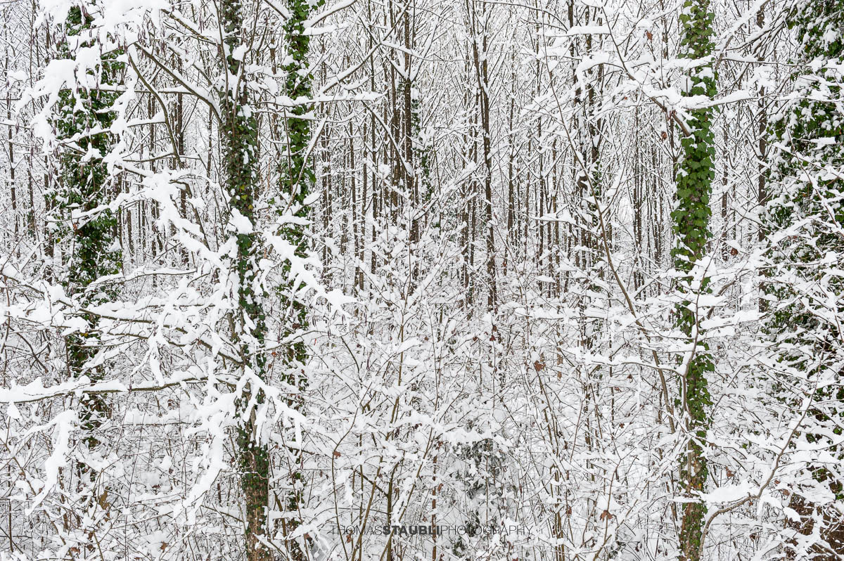 Verschneiter Winterwald mit grünen Efeuranken an Baumstämmen