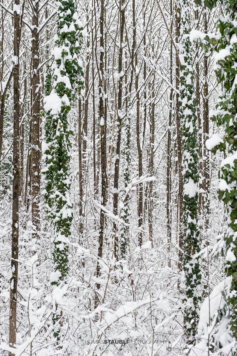 Verschneiter Winterwald mit grünen Efeuranken an Baumstämmen