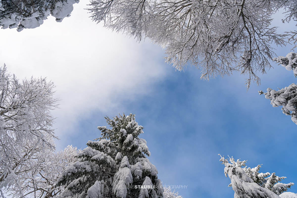 verschneite Baumkronen