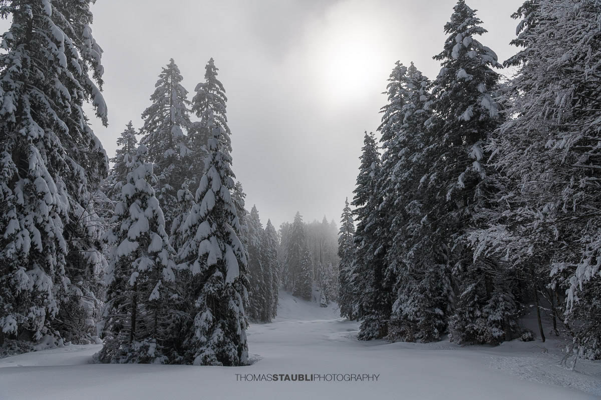 Die Sonne kämpft sich durch den Nebel im Chräzerenwald