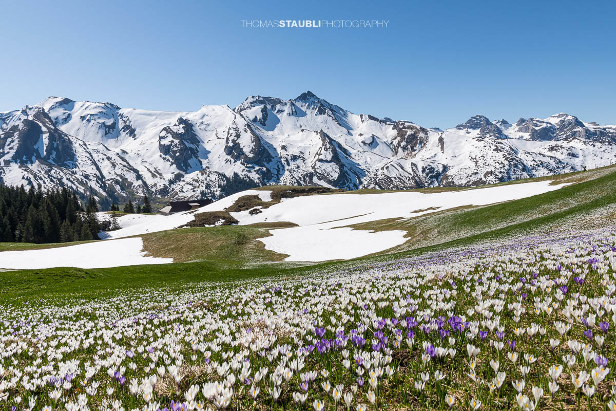 Blühende Krokusse vor verschneiten Alpen im Frühling auf der Musenalp in der Zentralschweiz