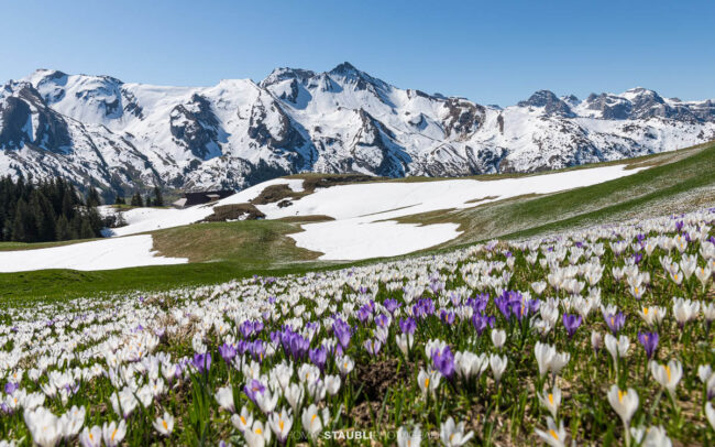Blühende Krokusse vor verschneiten Alpen im Frühling auf der Musenalp in der Zentralschweiz