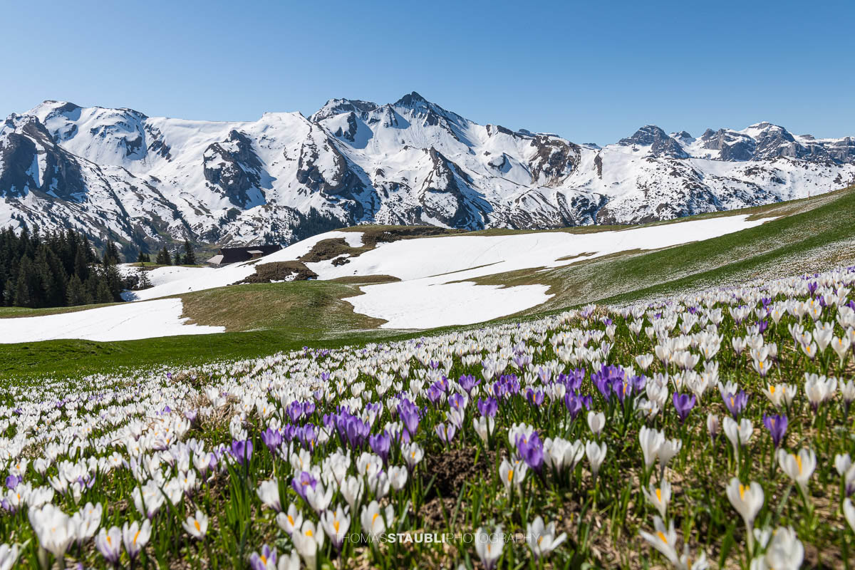 Blühende Krokusse vor verschneiten Alpen im Frühling auf der Musenalp in der Zentralschweiz