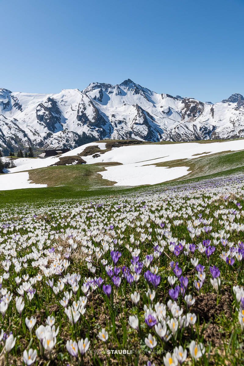 Blühende Krokusse vor verschneiten Alpen im Frühling auf der Musenalp in der Zentralschweiz
