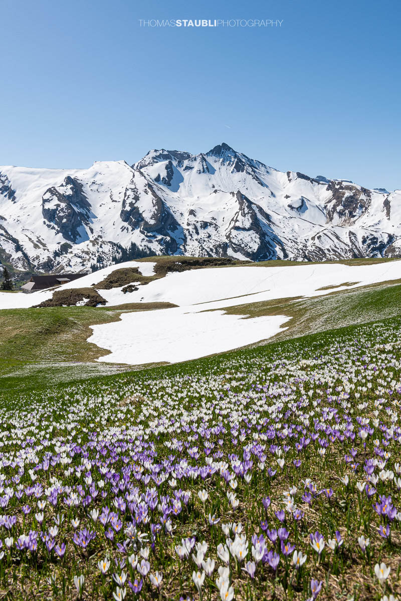 Blühende Krokusse vor verschneiten Alpen im Frühling auf der Musenalp in der Zentralschweiz