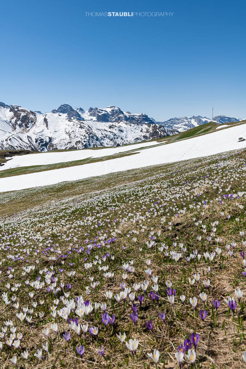 Blühende Krokusse vor verschneiten Alpen im Frühling auf der Musenalp in der Zentralschweiz