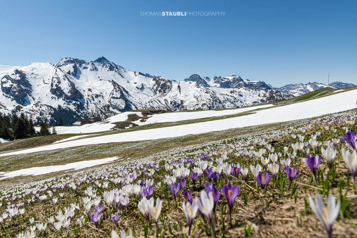 Blühende Krokusse vor verschneiten Alpen im Frühling auf der Musenalp in der Zentralschweiz