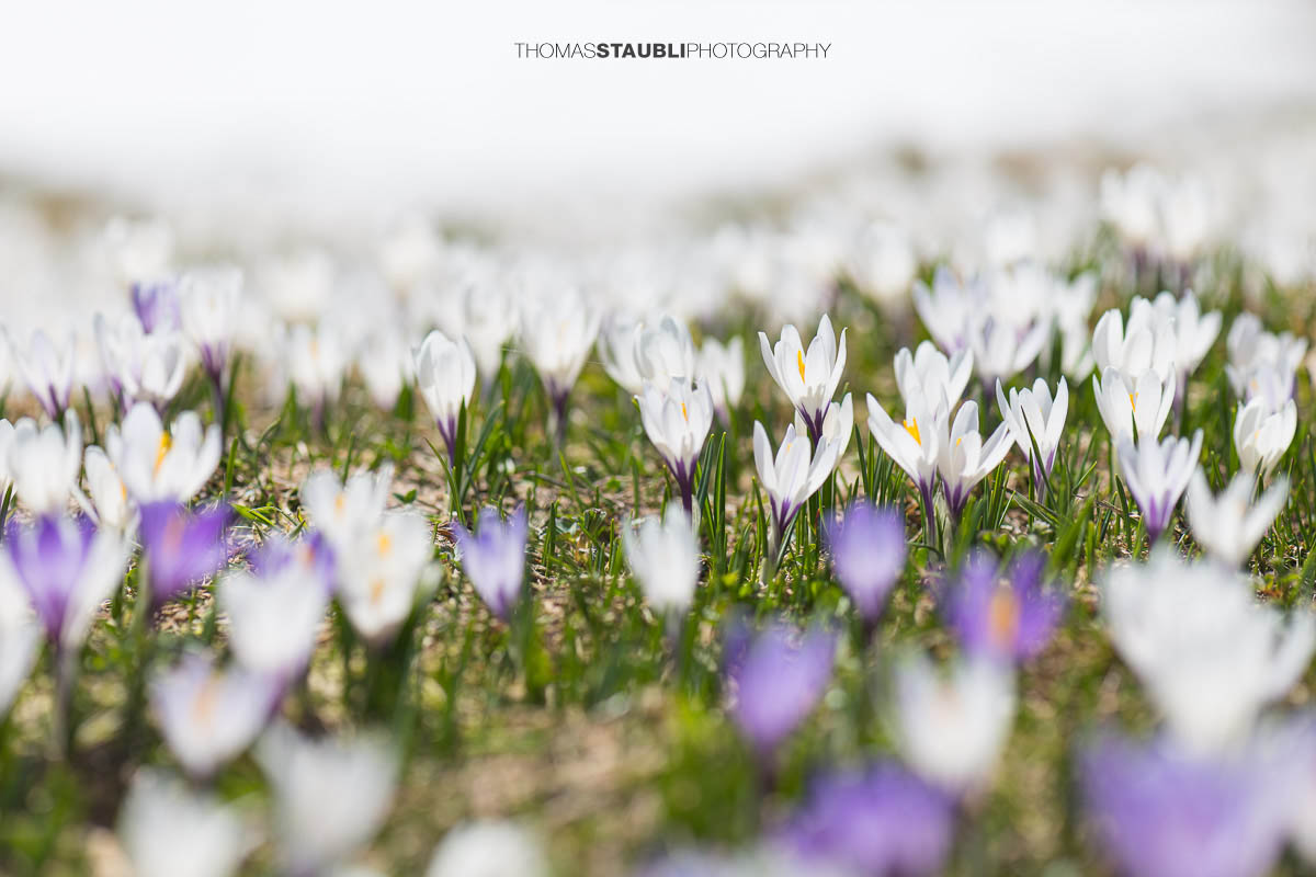 blühende Krokusse