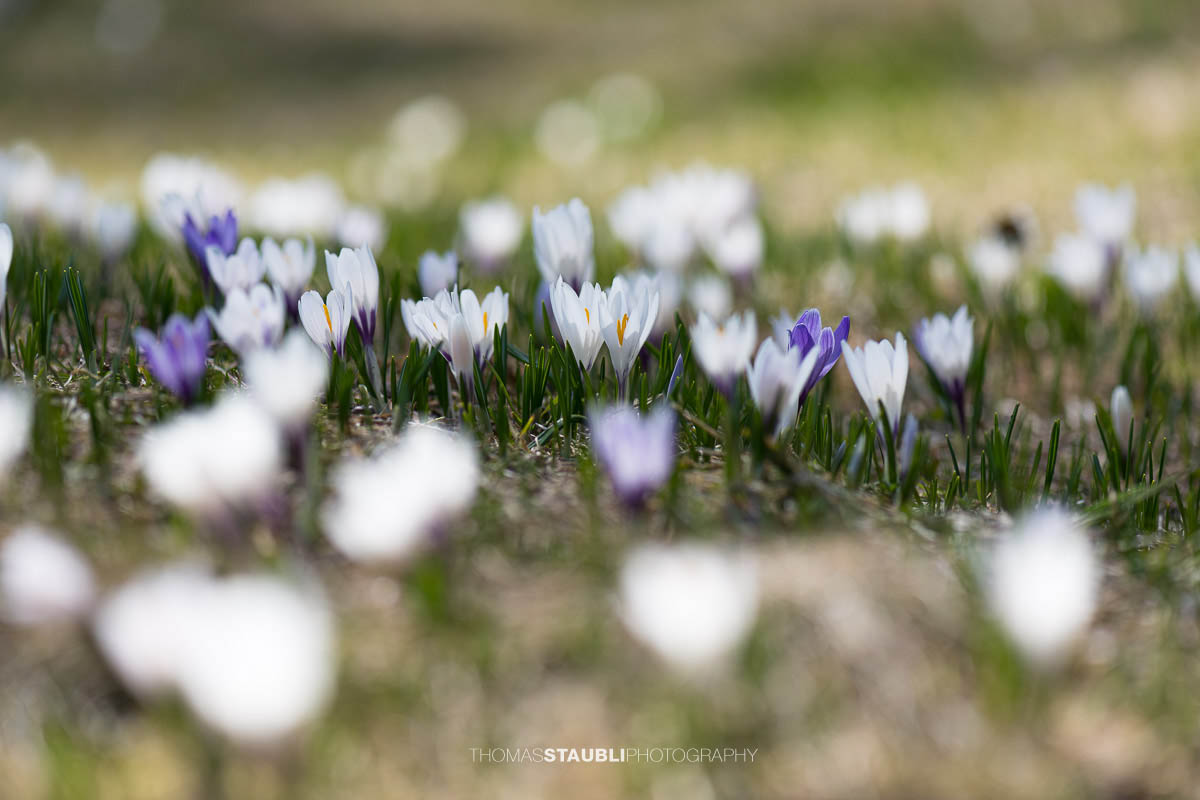 blühende Krokusse