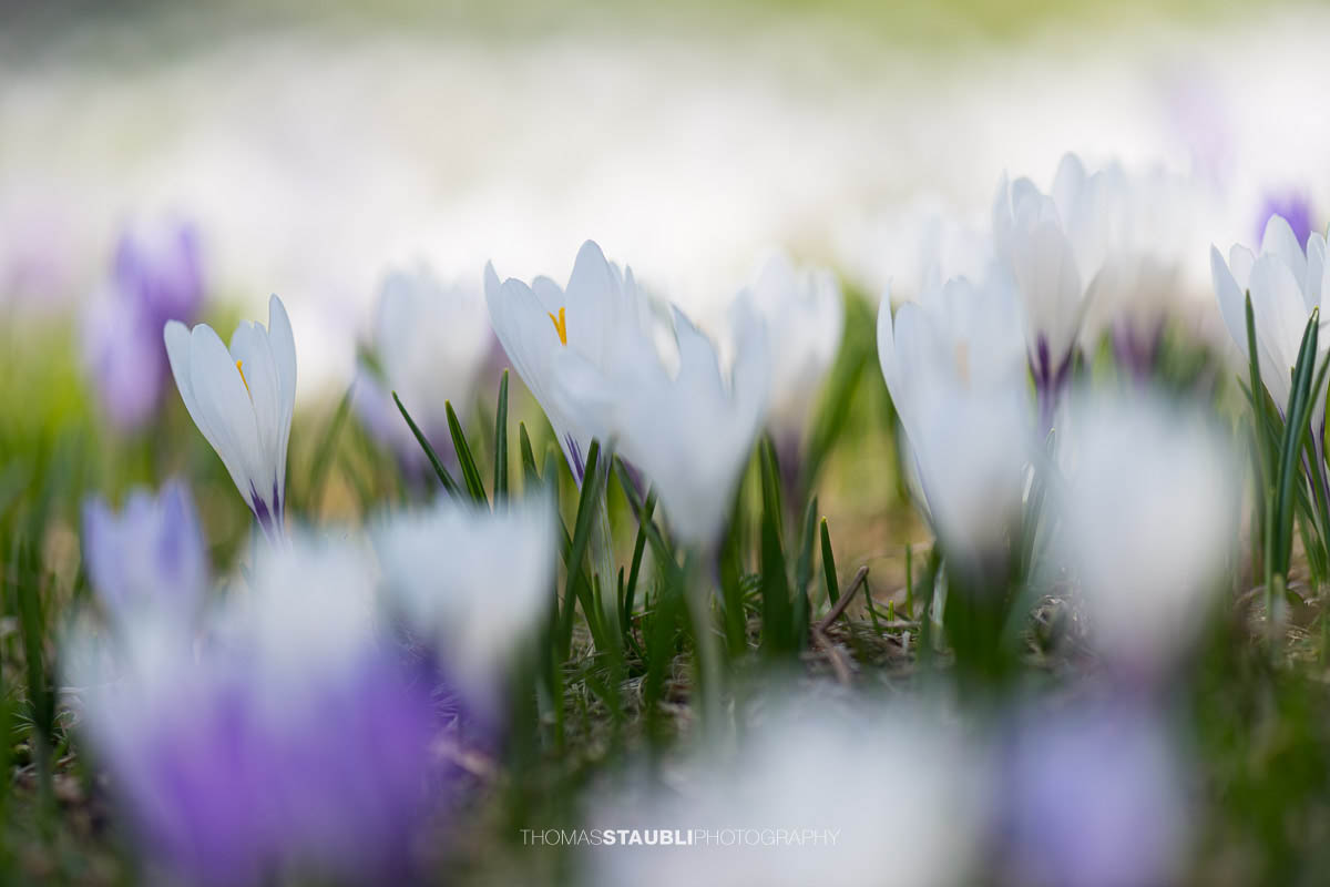 blühende Krokusse