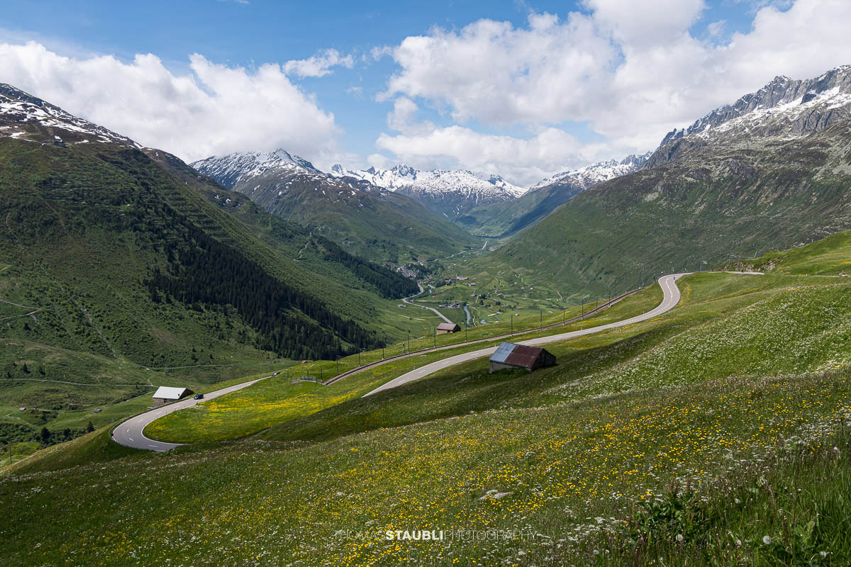 Blumenmeer am Oberalppass