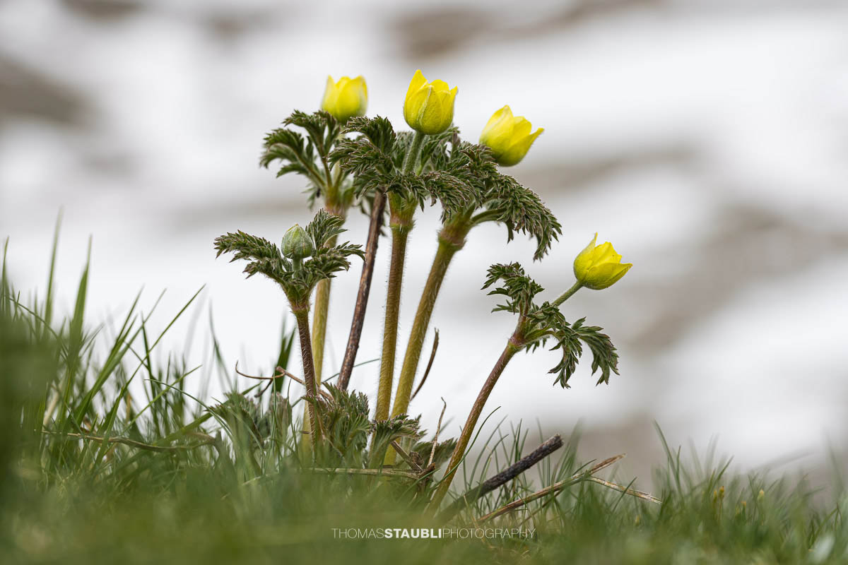 Alpen-Kuhschelle oder auch Schwefel-Anemone genannt