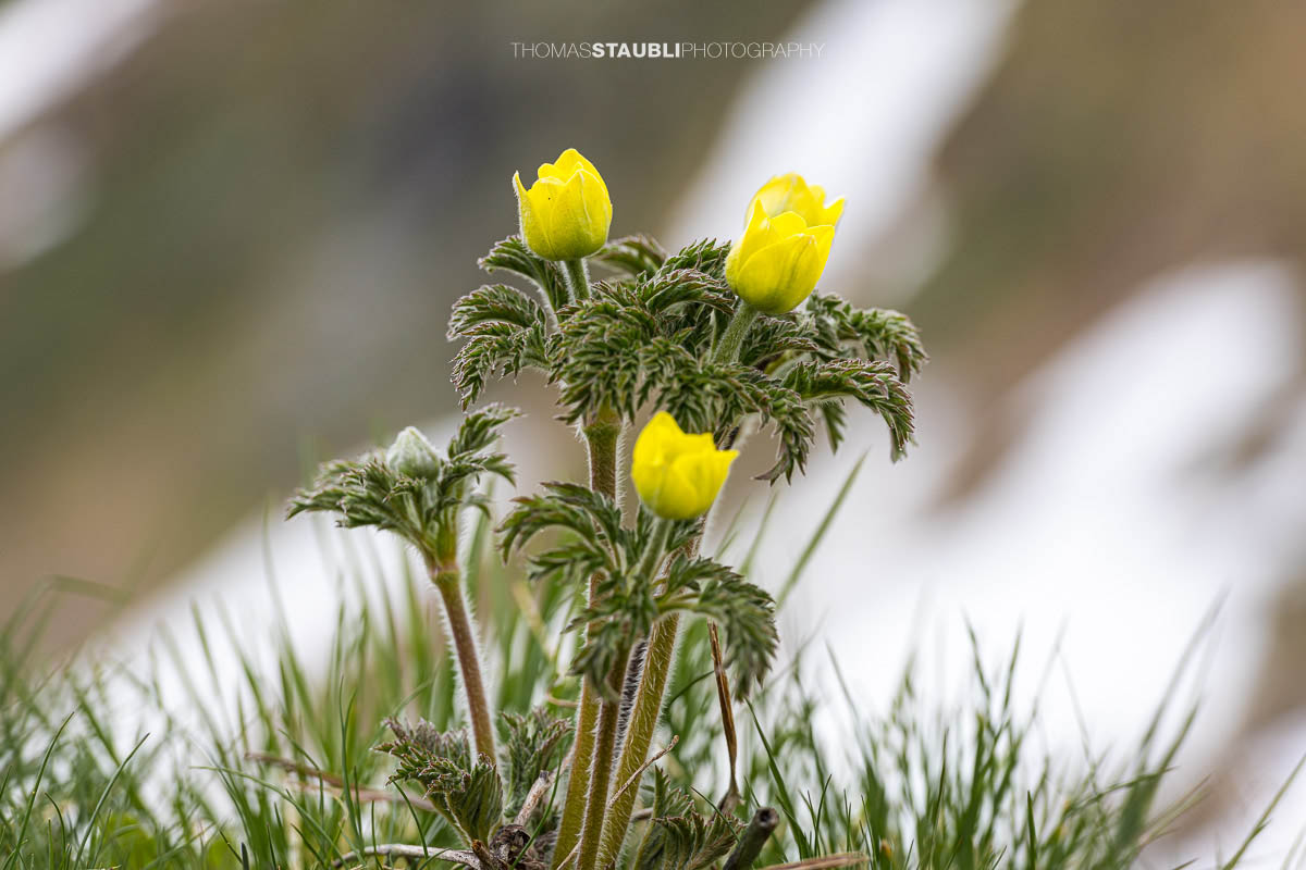 Alpen-Kuhschelle oder auch Schwefel-Anemone genannt