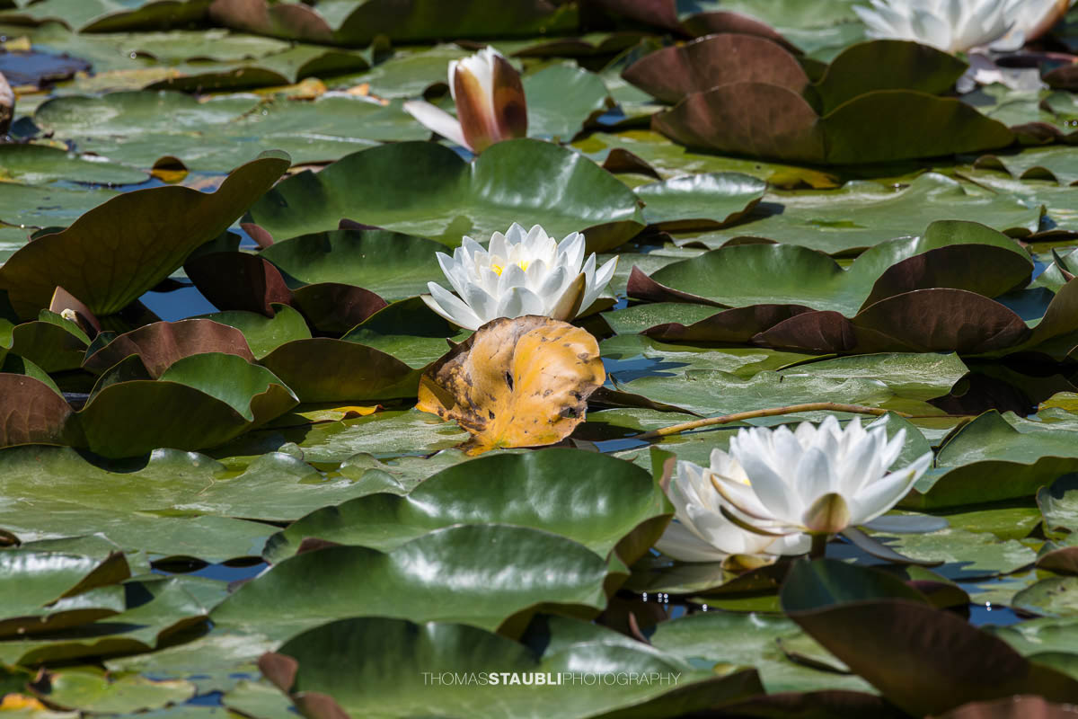 blühender Seerosenteppich im Gattikerweiher
