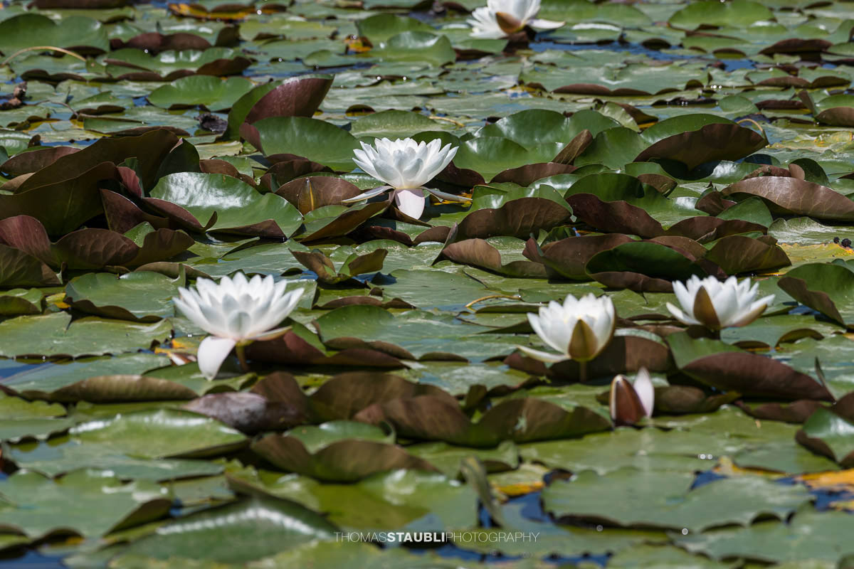 blühender Seerosenteppich im Gattikerweiher