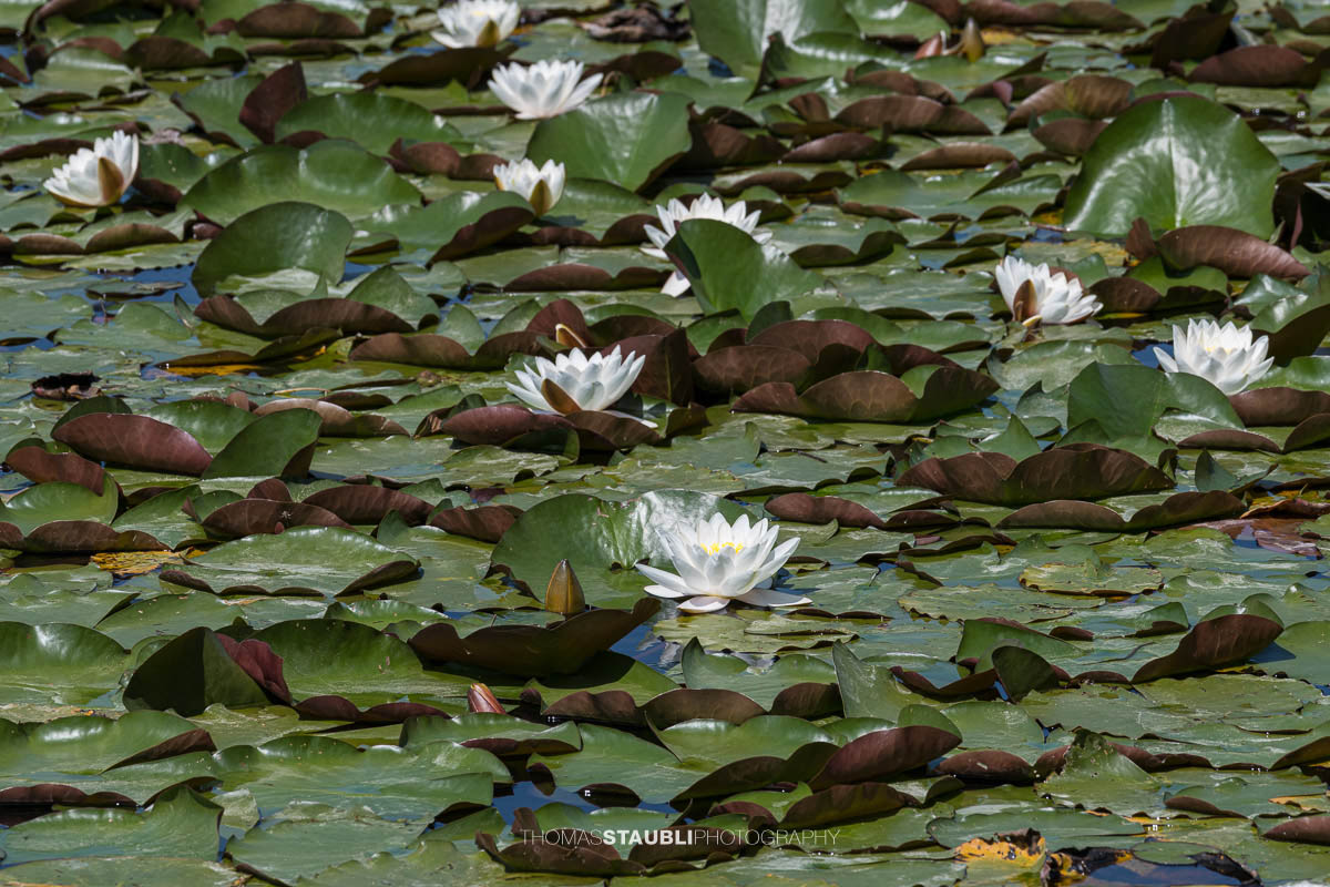 blühender Seerosenteppich im Gattikerweiher