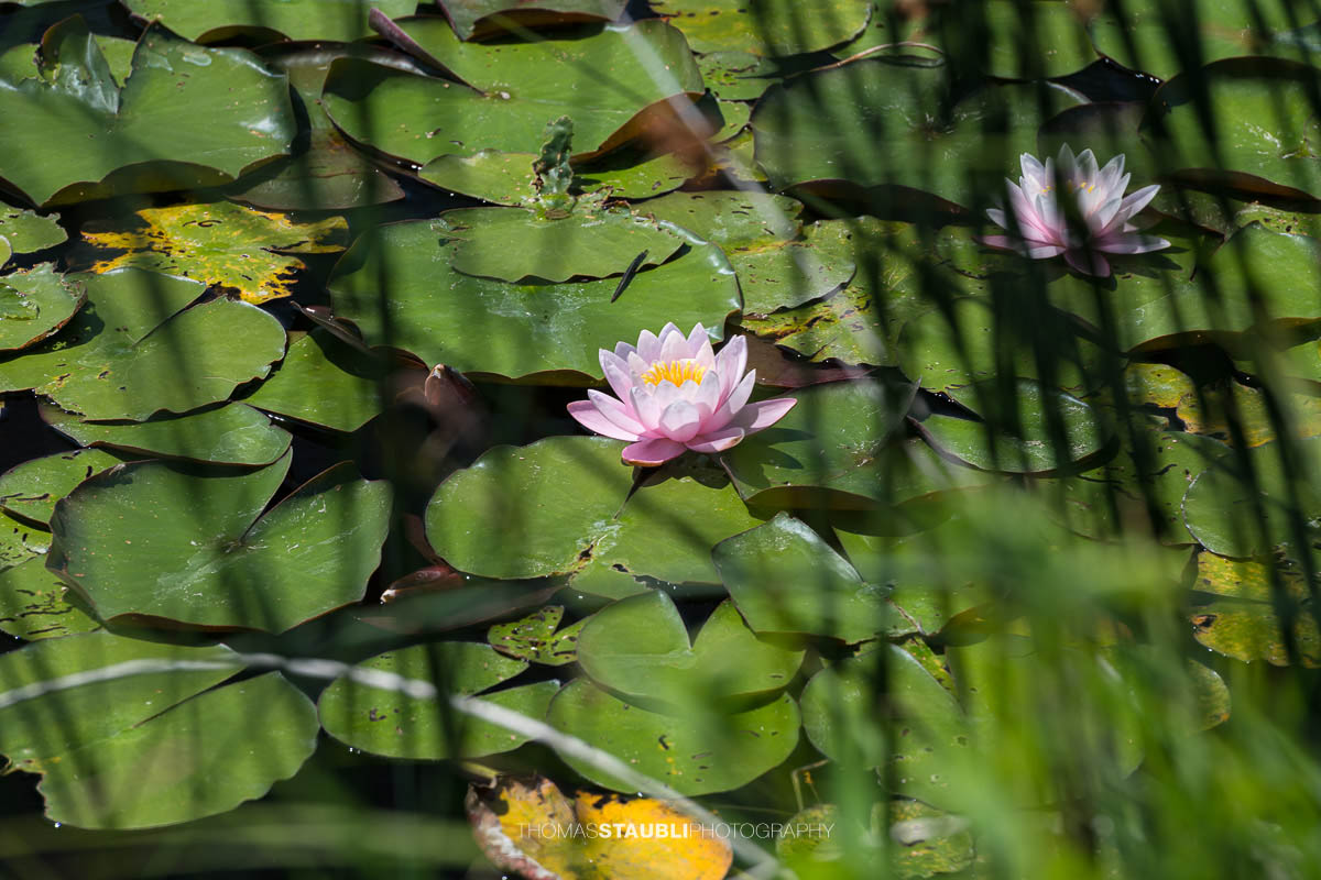 blühende rosa Seerosen im Gattikerweiher