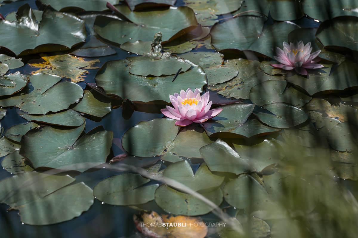 blühende rosa Seerosen im Gattikerweiher