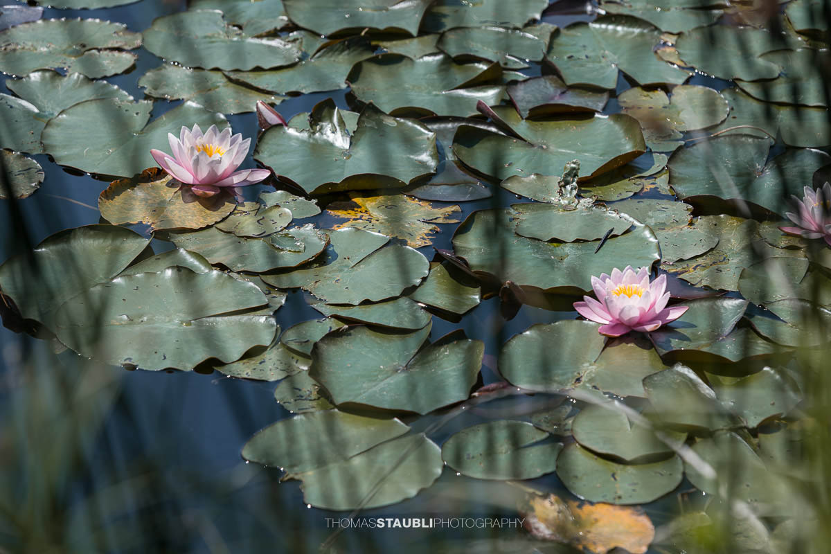 blühende rosa Seerosen im Gattikerweiher