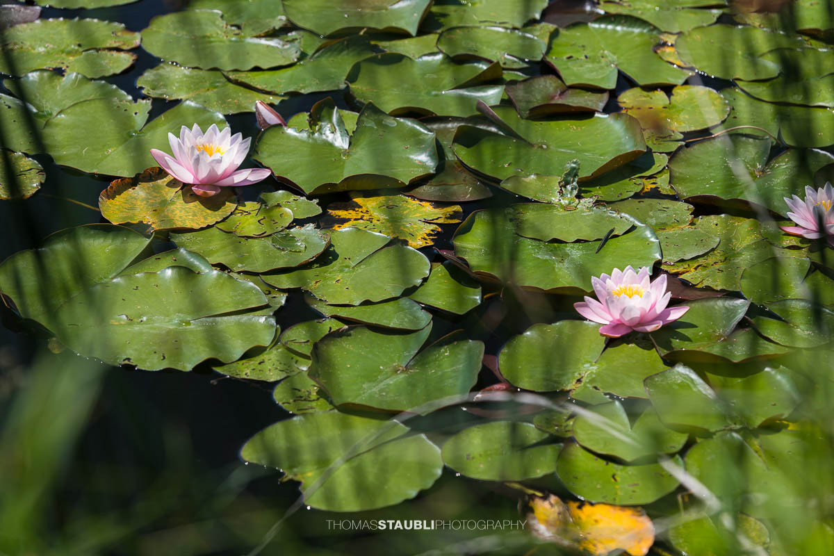 blühende rosa Seerosen im Gattikerweiher