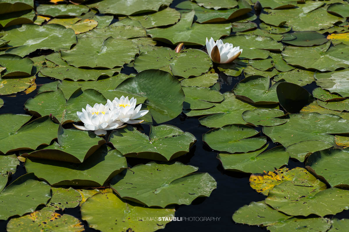 Seerosenteppich im Gattikerweiher