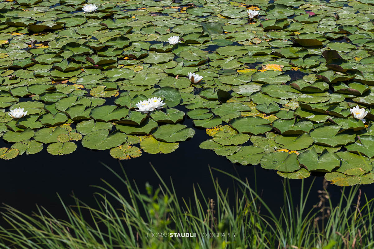 blühende weisse Seerosen im Gattikerweiher