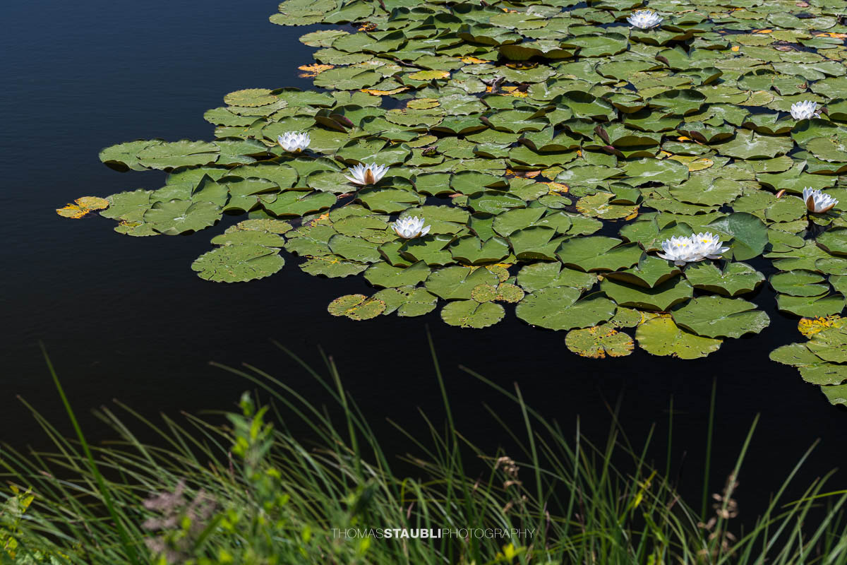 blühende weisse Seerosen im Gattikerweiher
