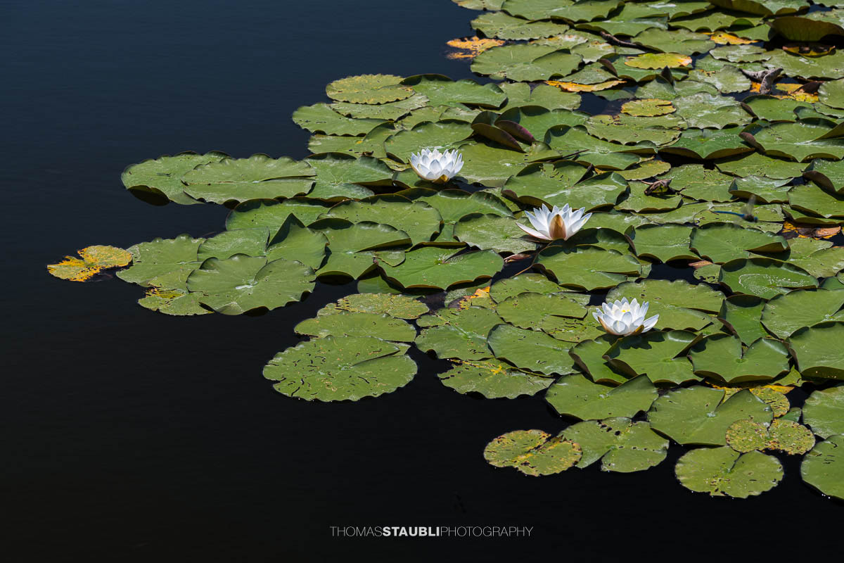 blühende weisse Seerosen im Gattikerweiher
