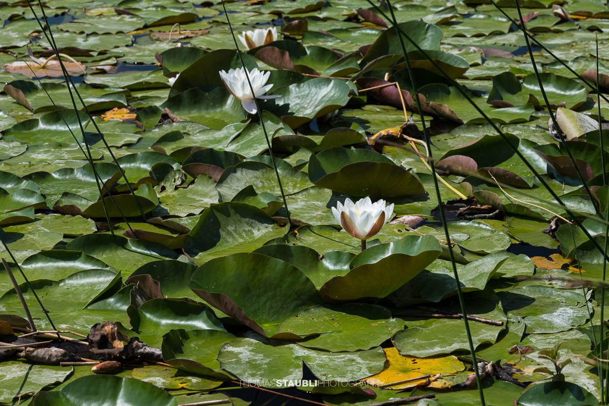 ein Teppich von weissen Seerosen im Gattikerweiher