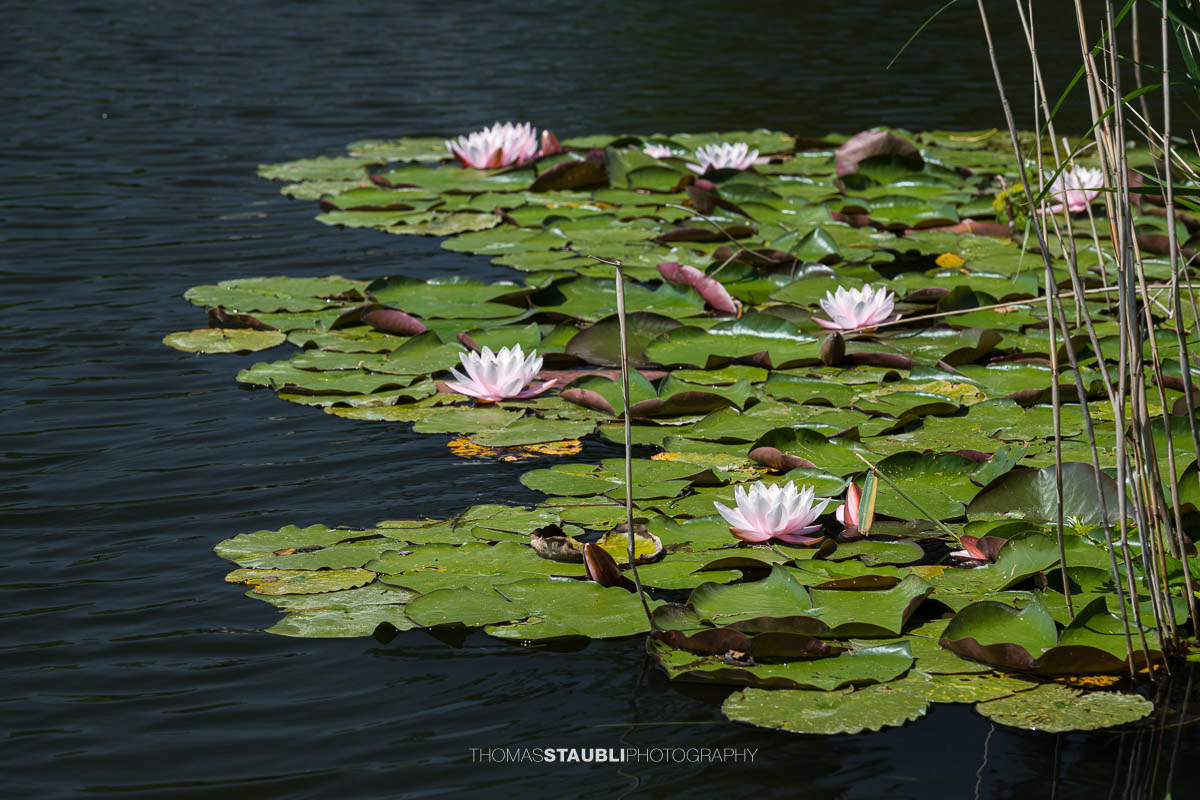 blühende Seerosen im Gattikerweiher