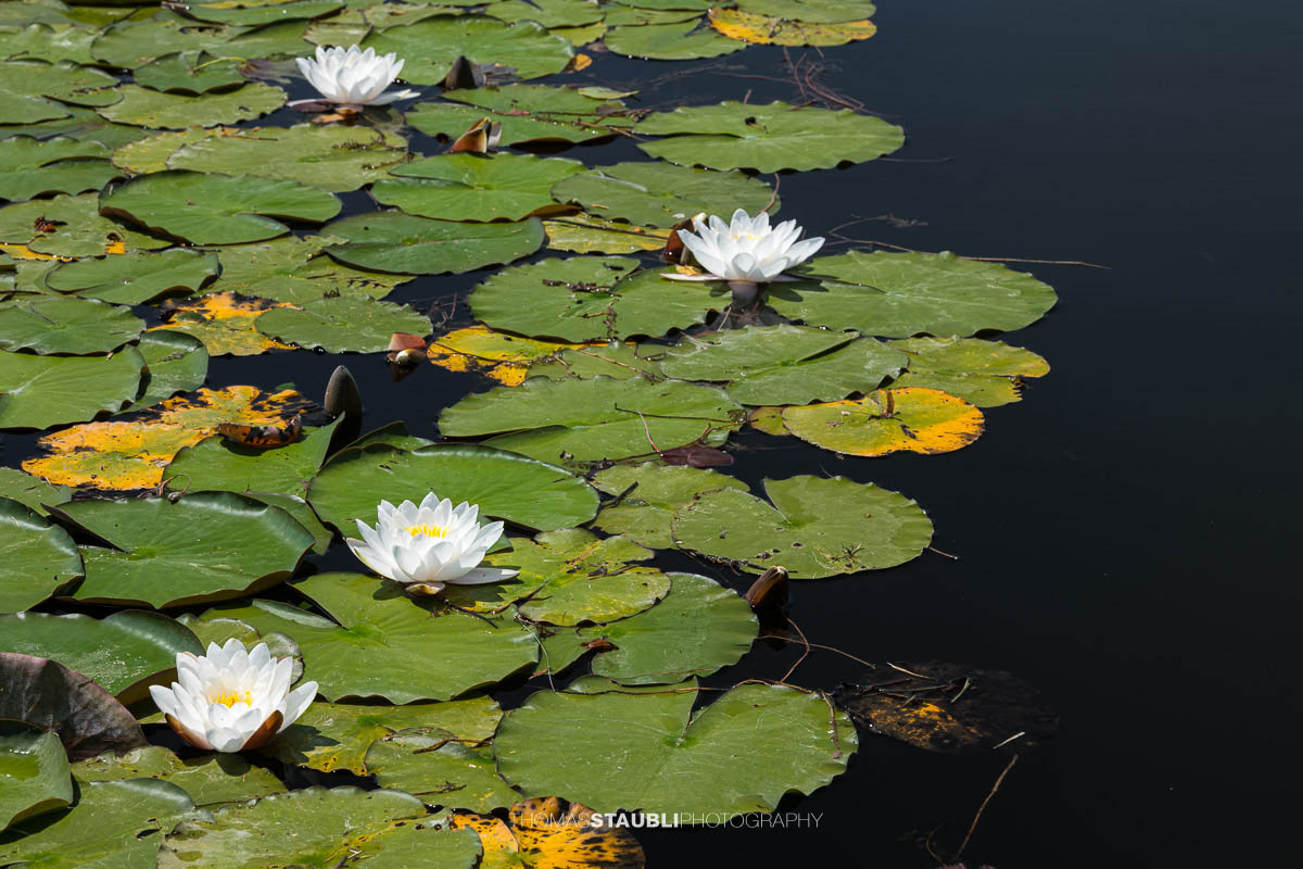 ein Teppich von weissen Seerosen im Gattikerweiher