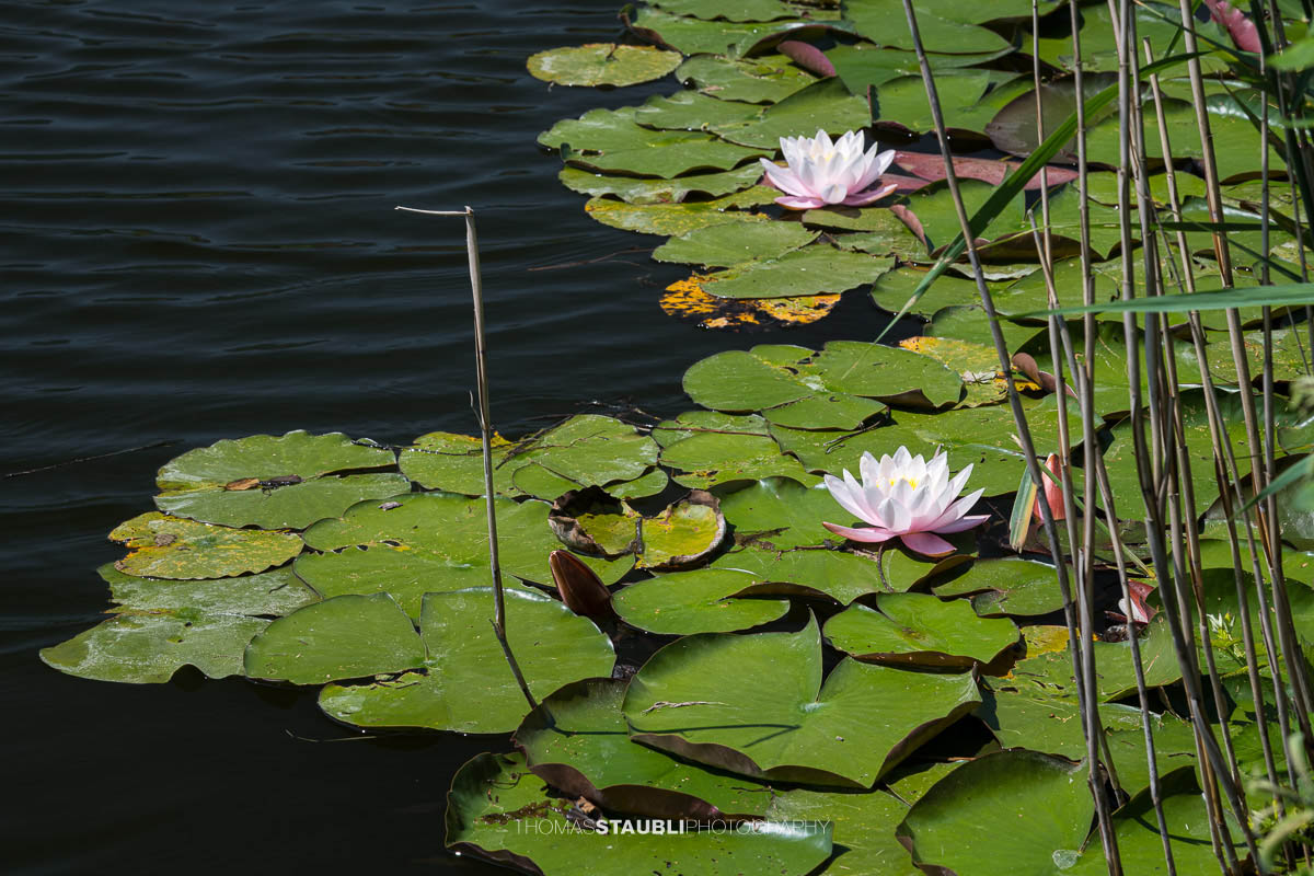 blühende rosa Seerosen im Gattikerweiher