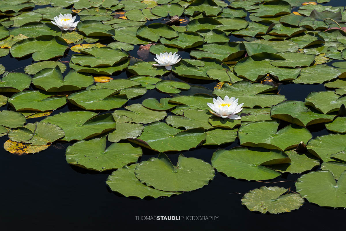 ein Teppich von weissen Seerosen im Gattikerweiher