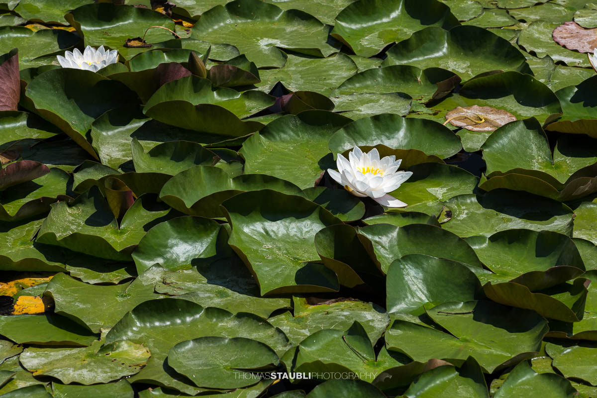 weisse Seerosen im Gattikerweiher