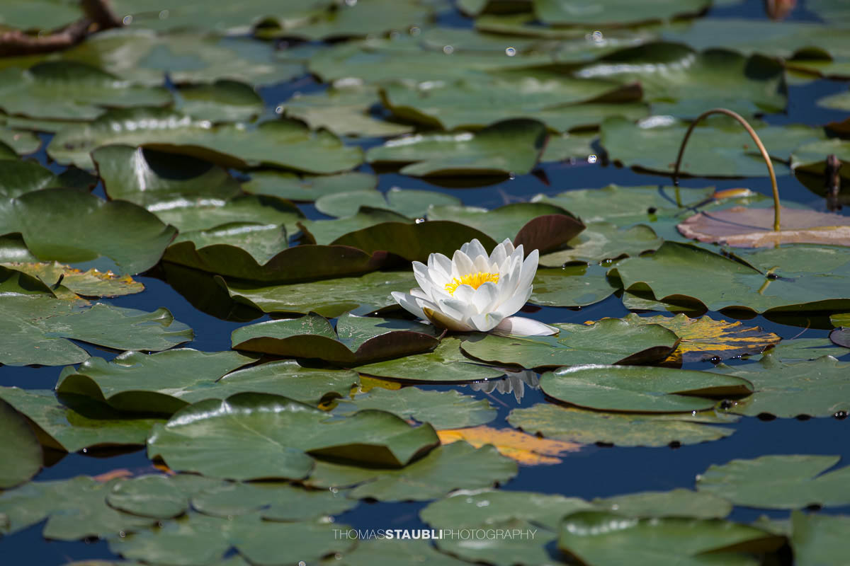 blühende weisse Seerose im Gattikerweiher