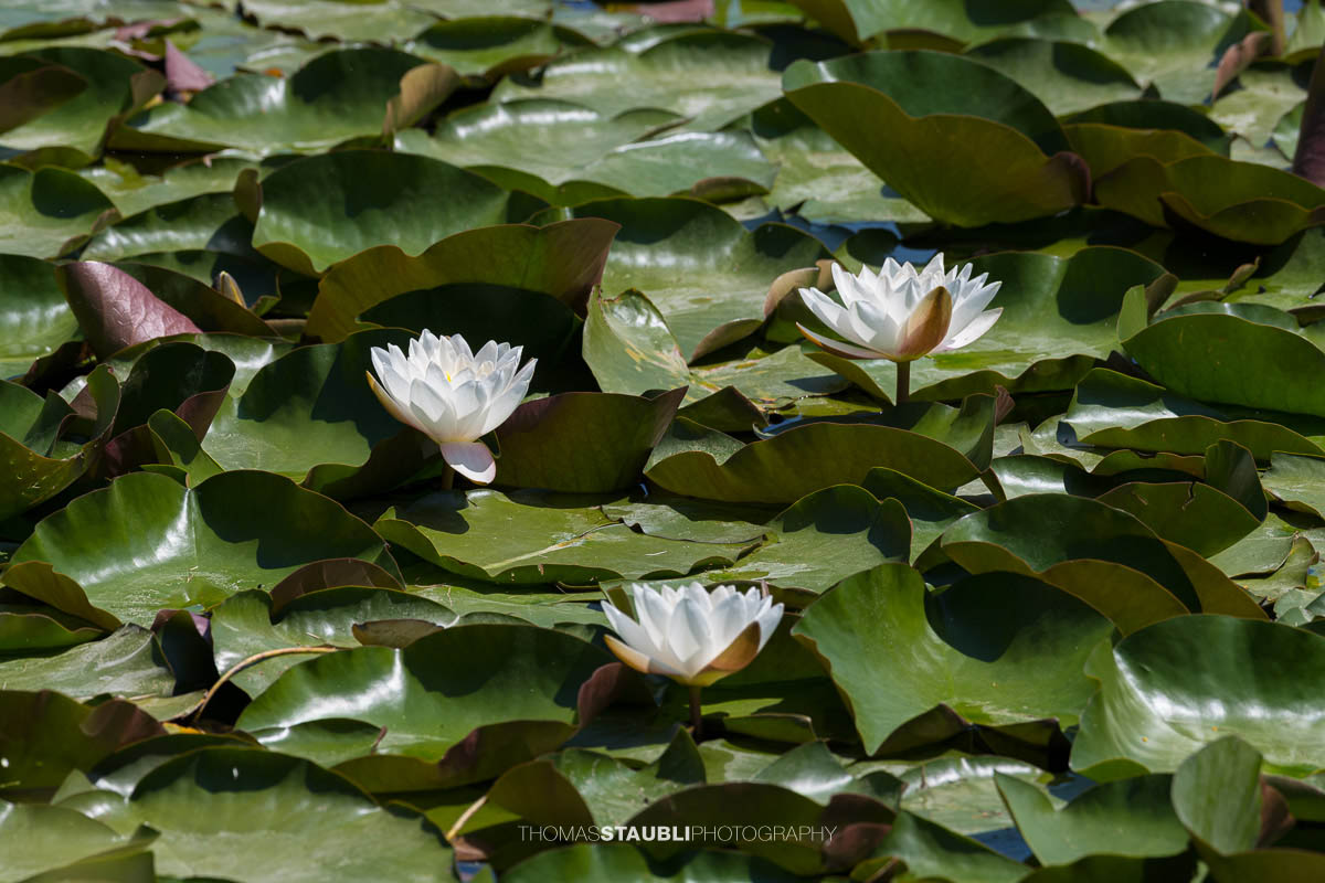Seerosenteppich im Gattikerweiher