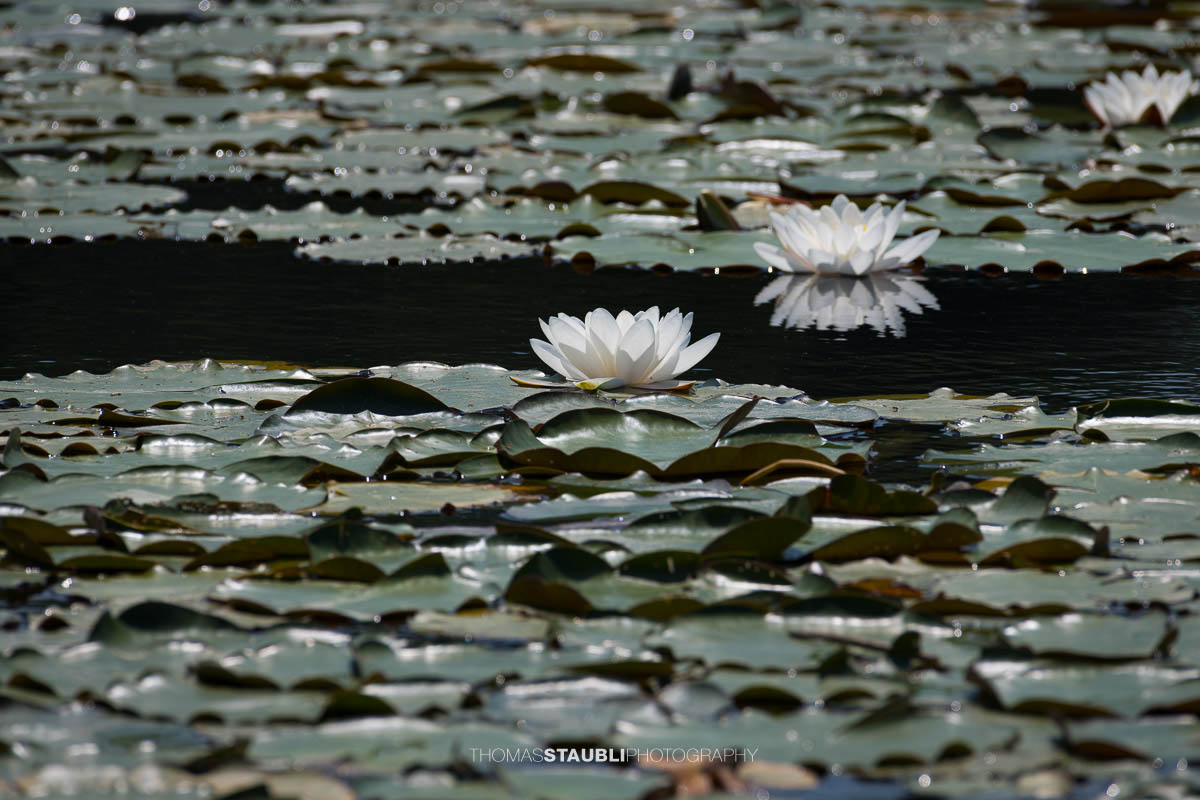 Seerosenteppich im Gattikerweiher