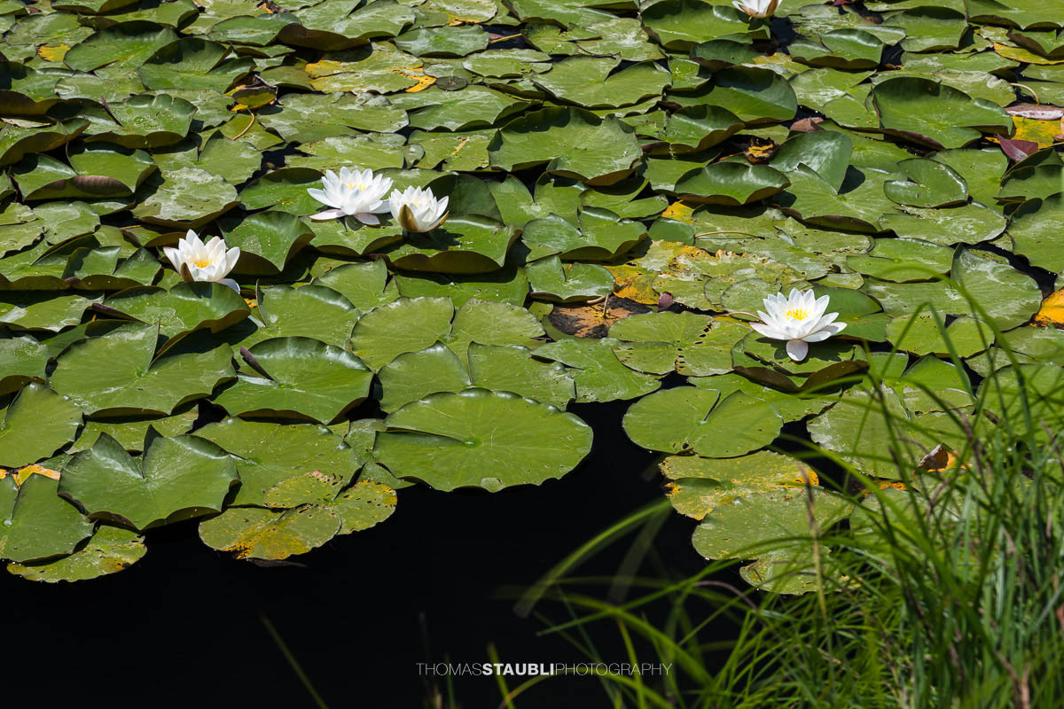 Seerosen im Gattikerweiher