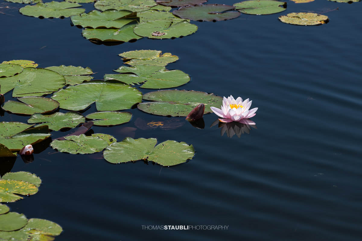 Seerosen im Gattikerweiher
