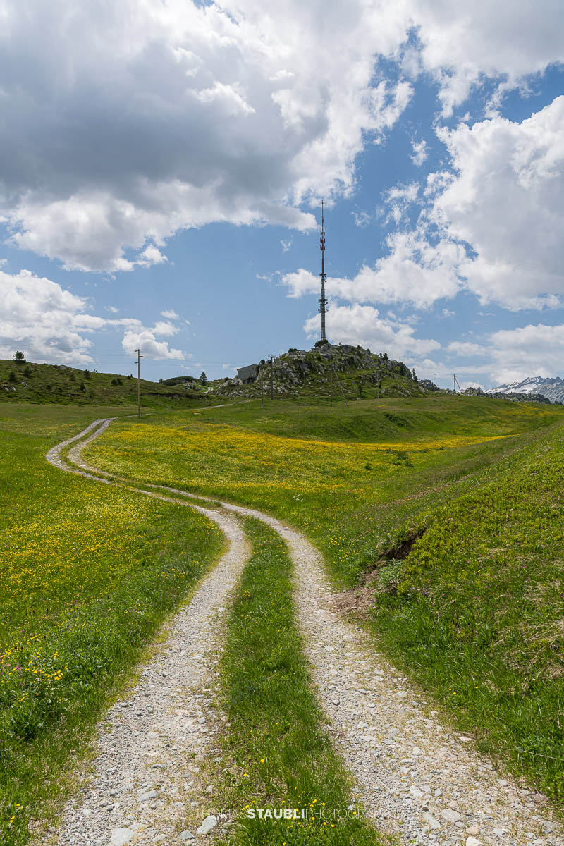 Blumenmeer beim Sendeturm auf dem Bergrücken der Caschlera