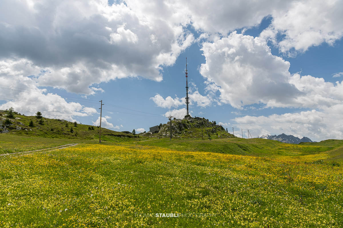 Blühende Bergwiesen beim Sendeturm auf dem Bergrücken der Caschlera