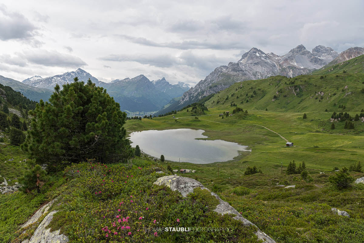 Alpenrosen, Heidelbeersträucher und Bergföhren am Lai da Vons