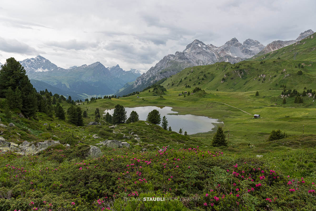 Alpenrosen, Heidelbeersträucher und Bergföhren am Lai da Vons
