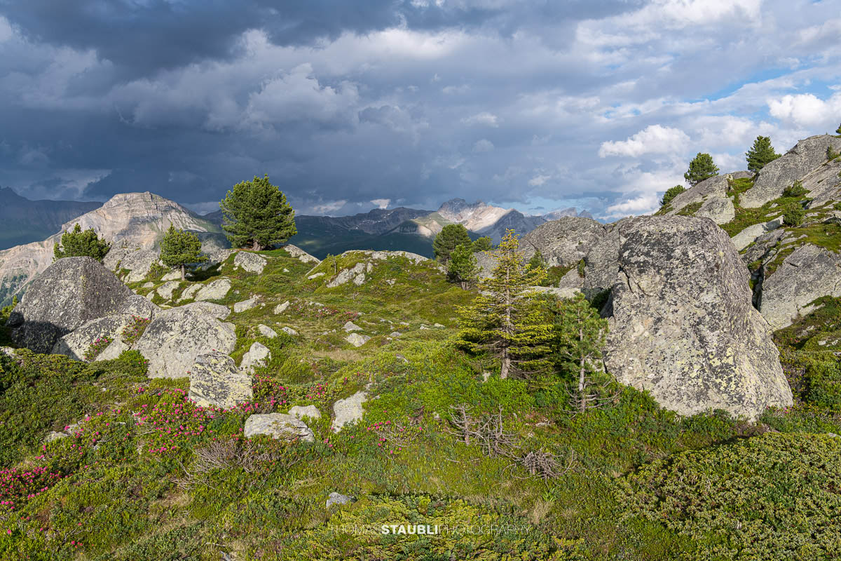 Alpenrosen, Heidelbeersträucher und kleine Bergföhren am Bergrücken der Caschlera oberhalb des Lai da Vons