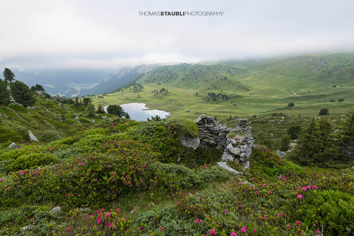 Alpenrosen, Heidelbeersträucher und kleine Bergföhren am Bergrücken der Caschlera oberhalb des Lai da Vons