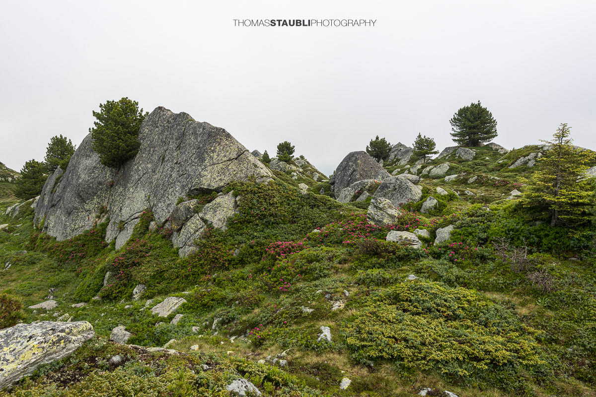 Alpenrosen, Heidelbeersträucher und kleine Bergföhren am Bergrücken der Caschlera oberhalb des Lai da Vons